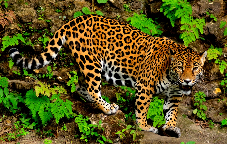 Jaguar CREDIT: Roberto Lorenzo